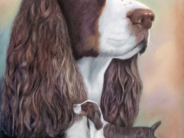 Springer Spaniel Portrait