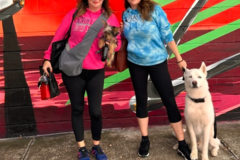 Request Quote: FurCab - Premium Pet Taxi Service - St. Petersburg, FL