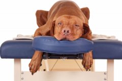 Request Quote: Mobile Canine Massage and Animal Reiki Care - Asheville, NC