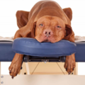 Mobile Canine Massage and Animal Reiki Care - Asheville, NC