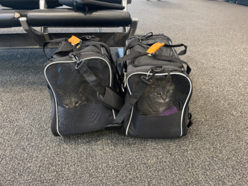 Micky and Milo moved from Vermont to Portland