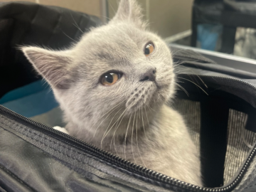New kitten adoption from Washington to Boston
