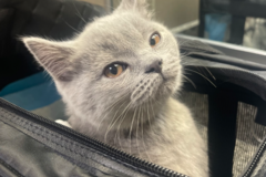 Request Quote: PurplePup - Flight Nanny - Nationwide