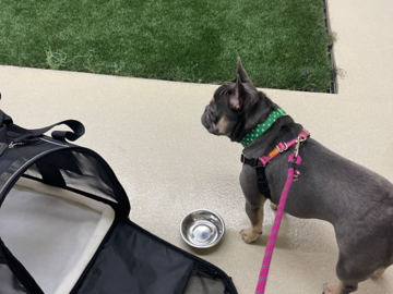 Frenchie moved from Seattle to Orlando