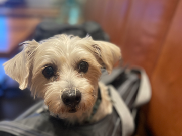 flight nanny from Maui to Chicago