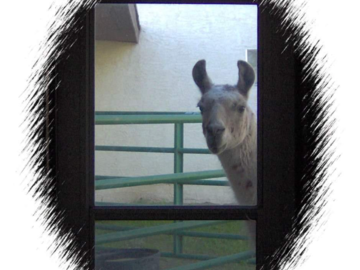 Lacey the Llama 