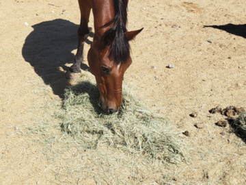 Comanche,  a very traumatized tribal horse that took months for the trust & bond to develop 