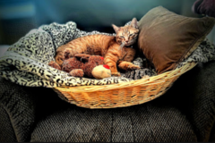 Request Quote: USMC Veteran Animal Lover - Sitting, Walking, Transport PLUS - Park Ridge, IL