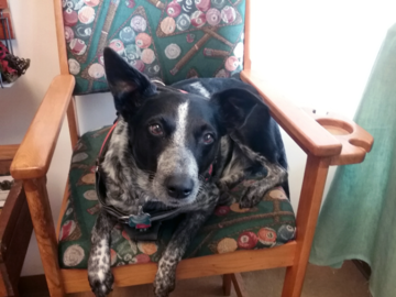 My dog, Onyx
