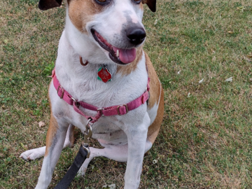 My dog, Millie