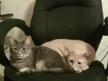 My cats, Asha and Chai