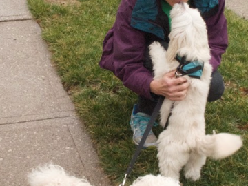 Walker and Pups