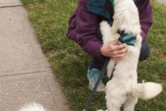 Request Quote: Stay At Home Pet Services - In Home Pet Sitting - Cincinnati, OH
