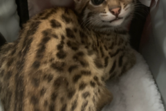 Request Quote: Chantay G - Pet Flight Nanny and Transport Service - Nationwide