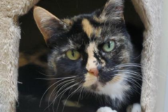 Request Quote: Distance Animal Reiki and Communication   - Nationwide