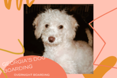 Request Quote: Dog Boarding - In My Home Pet Sitting - Austin, TX