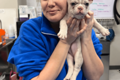Request Quote: Pet Transporter and Flight Nanny  - Nationwide