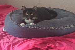Request Quote: Loving Care Pet Taxi and In Home Pet Sitting - Union Park, FL