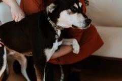 Request Quote: Dr. Molly Mehlman - AVCA Certified Animal Chiropractor  - De Pere, WI