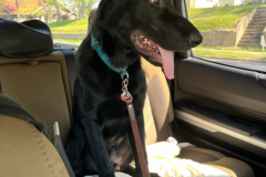 Request Quote: AA Pet Taxi and Transport - Connelly Springs, NC