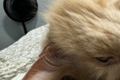 Request Quote: Elevate To The Best In Pet Transport - Nationwide
