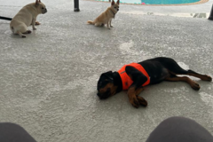 Request Quote: Trusted In Home Dog Sitting For Your Pup - Cape Coral, FL