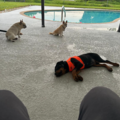 Trusted In Home Dog Sitting For Your Pup - Cape Coral, FL