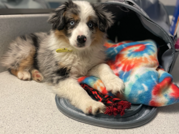 Aussie Puppy Transport