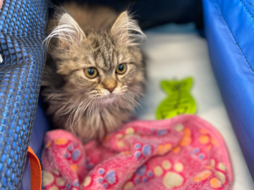 Kitten Transport