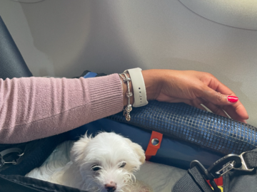 Maltipoo puppy in Transport