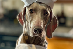 Request Quote: Certified Professional Canine Nutritionist - Nationwide