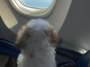 Puppy In-Cabin Transport