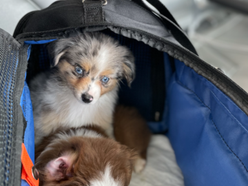 Aussie Puppies Transport