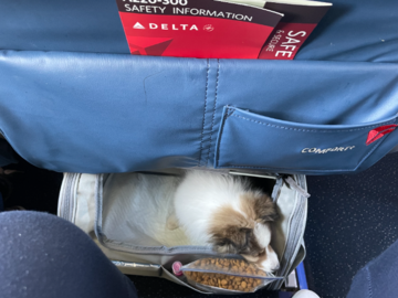 Pup on Plane