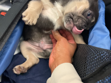 Frenchie Puppy Love