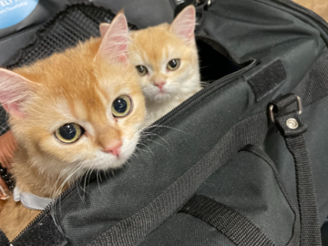 Kittens in Transport
