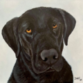 Debi Starr - Custom Pet Portraits - Nationwide