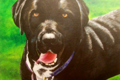 Request Quote: McCullagh Art Pet Portraits and More - Nationwide