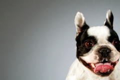 Request Quote: Denver Central Dog Chiropractic Care  - Centennial, CO