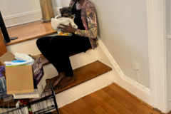 Request Quote: Domestic and International Pet Transportation  - Nationwide