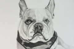 Request Quote: Custom Black and White Pet Portraits  - Nationwide