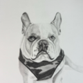 Custom Black and White Pet Portraits  - Nationwide