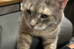 Request Quote: Dog Walking and Drop In Visits with Amanda!  - Silver Spring, MD