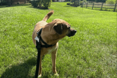 Request Quote: Pet Sitting with Amanda! - Silver Spring, MD