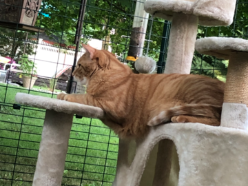 Our big boy Winston enjoying catio time!