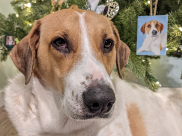 Hazel and the ornament that started it all