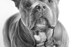 Request Quote: Charlotte North Carolina Pencil Pet Portraits - Nationwide