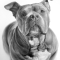 Charlotte North Carolina Pencil Pet Portraits - Nationwide