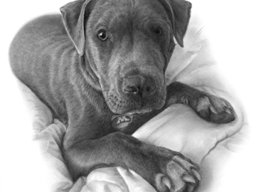 Katie, such a pretty pup and alot of fun to draw