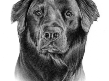 Loved drawing this black silky fur
